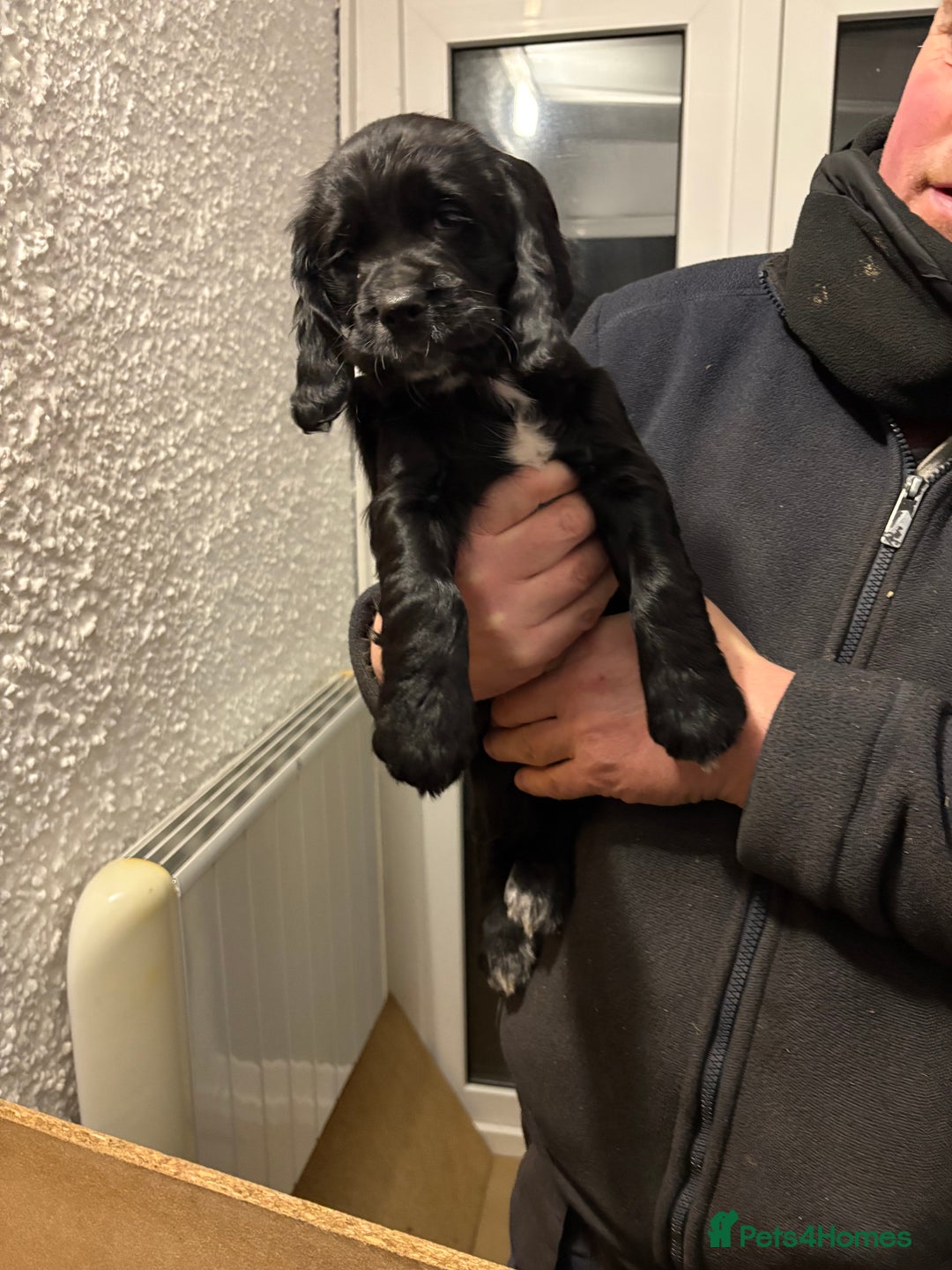 Cocker Spaniel dogs for sale: 2 Black and White Cocker Spaniel Pups - Advert 13