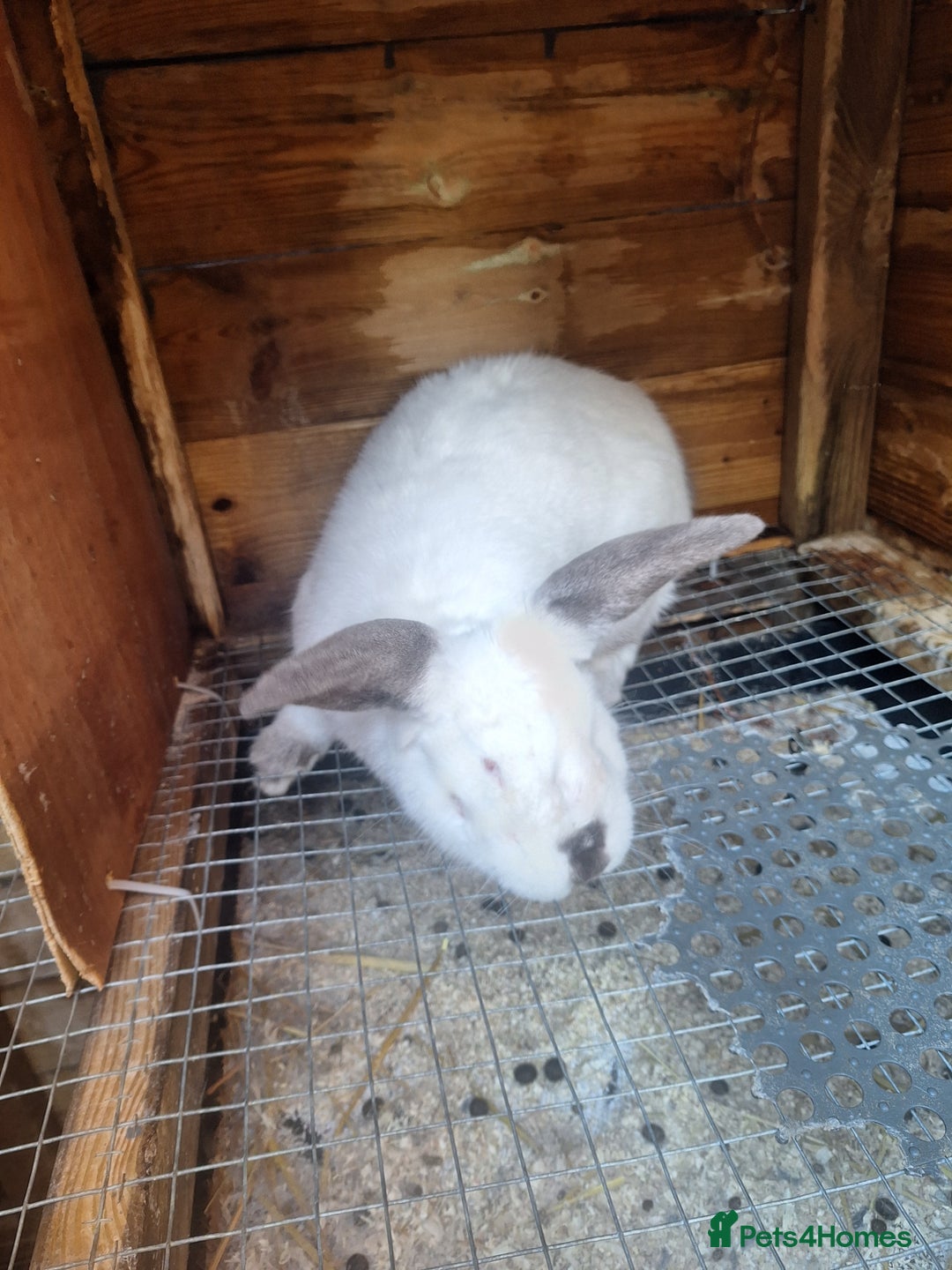 Mixed Breed rabbits for sale: New Zealand cross Californian rabbits Colony - Advert 6