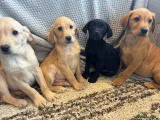Labrador Retriever dogs Mixed Litter of Labrador Retriever Puppies - Advert 6