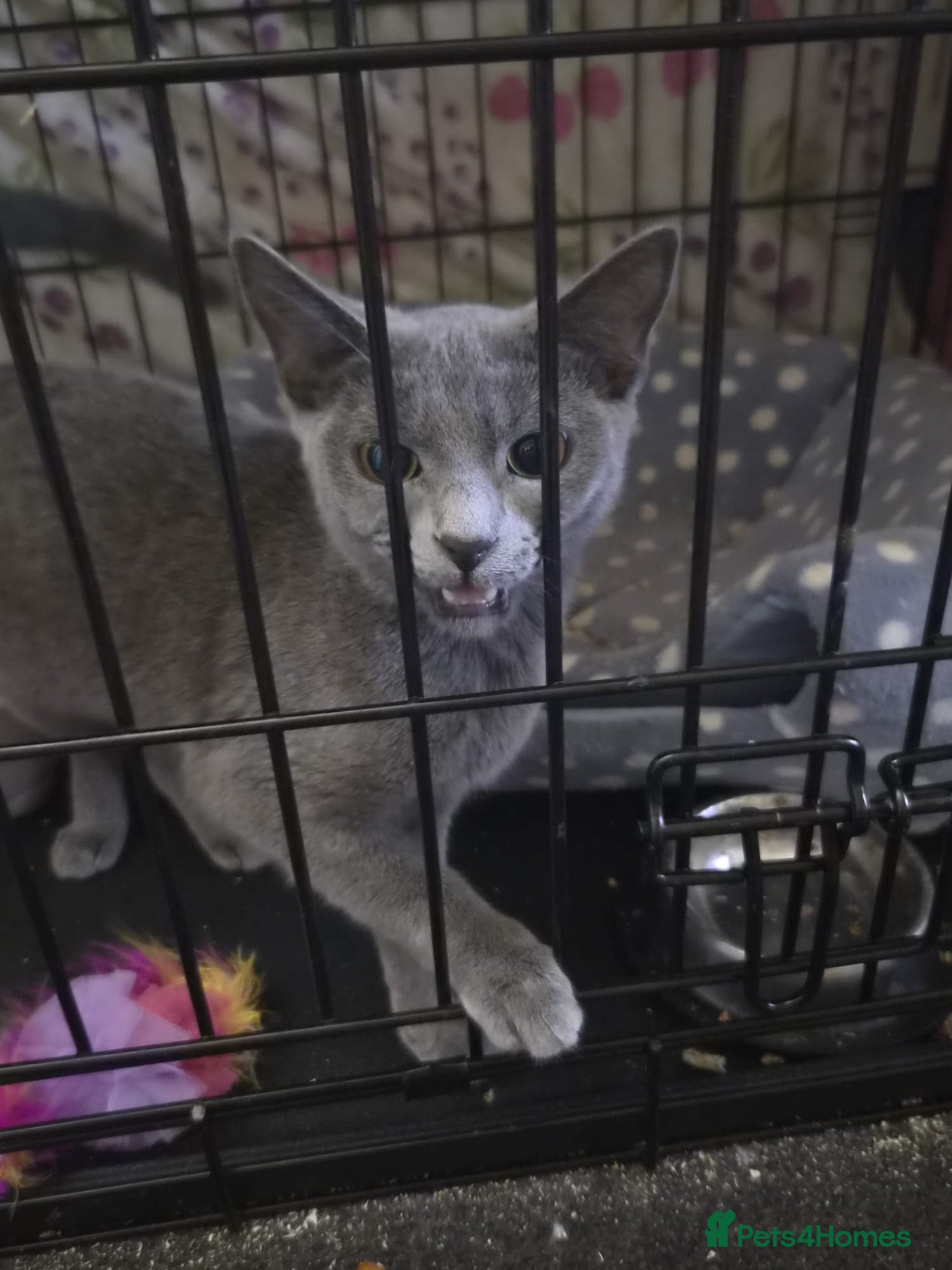 Domestic Shorthair cats Dusty - LoveBug - Adopt Cats in Crisis East Ldn - Advert 8