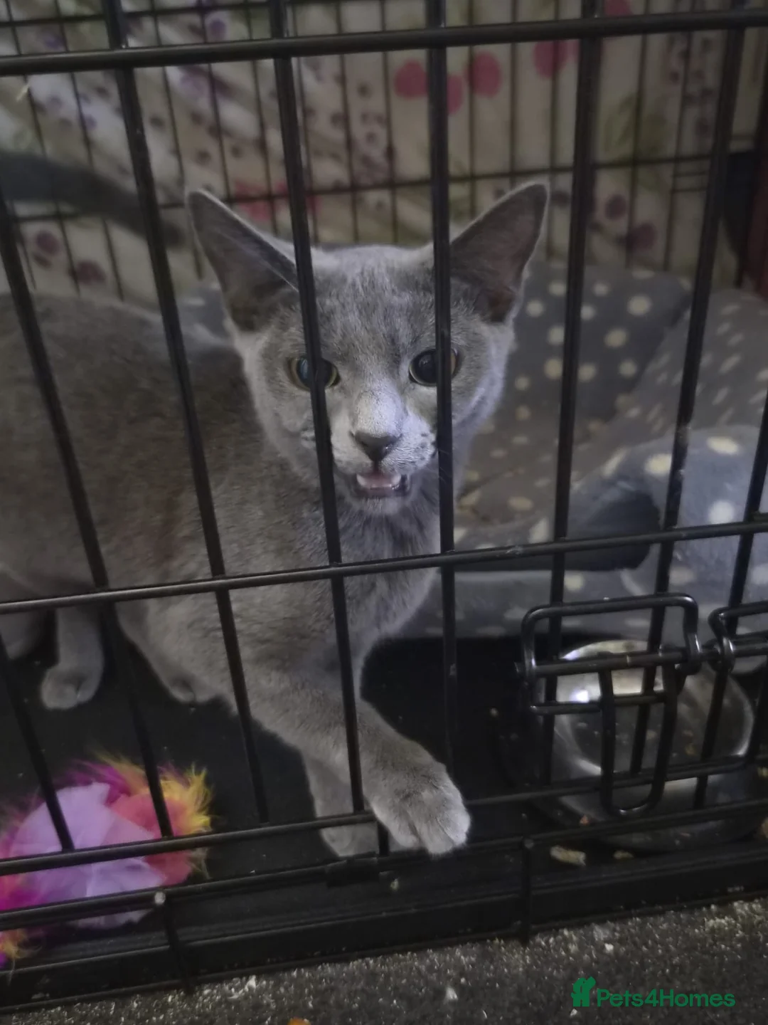 Domestic Shorthair cats for adoption: Dusty - LoveBug - Adopt Cats in Crisis East Ldn - Advert 1