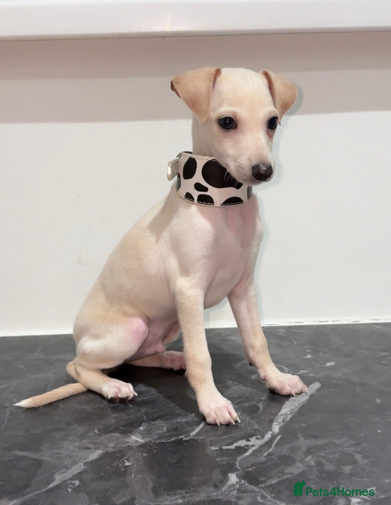 Italian Greyhound dogs Beautiful KC Reg Cream Boy - Advert 4