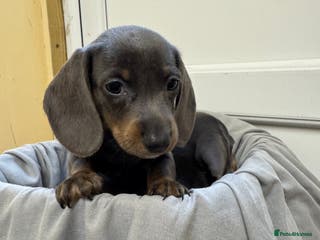 Dachshund dogs MINIATURE DACHSHUND Puppies - Advert 3