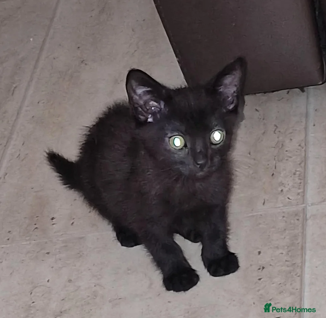 Mixed Breed cats for sale: 2 beautiful kittens  - Advert 2