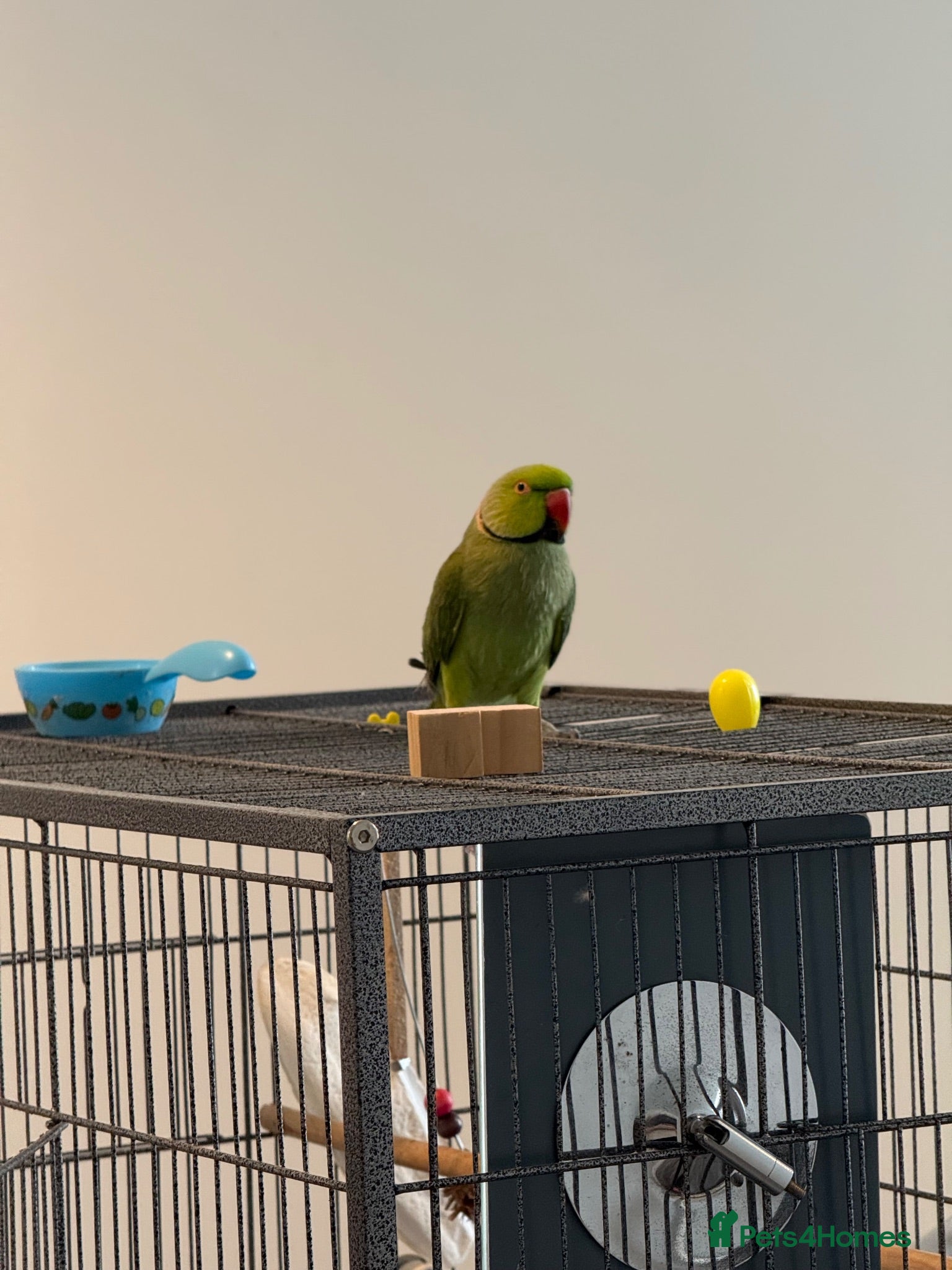 Ringnecks birds Indian ring neck looking for a new home  - Advert 2