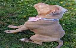 American Bully dogs for sale: American Bully 4 Months Old A Sweetheart  in Stonehouse - Image 4