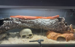 Corn Snake reptiles for sale: Strawberry Motley Corn Snake - Image 1