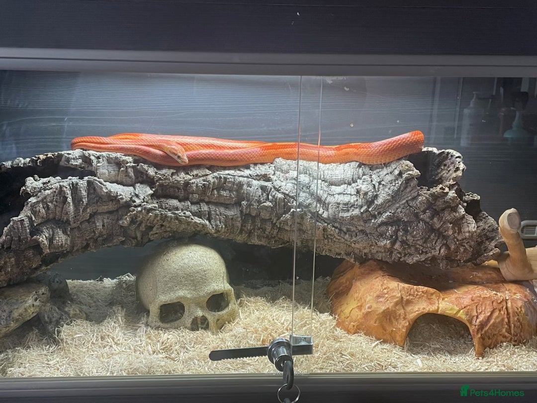 Corn Snake reptiles for sale: Strawberry Motley Corn Snake - Image 1