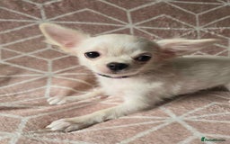 Chihuahua dogs for sale: 3 Handsome (KC) Chihuahua boys left (New photos) - Image 21