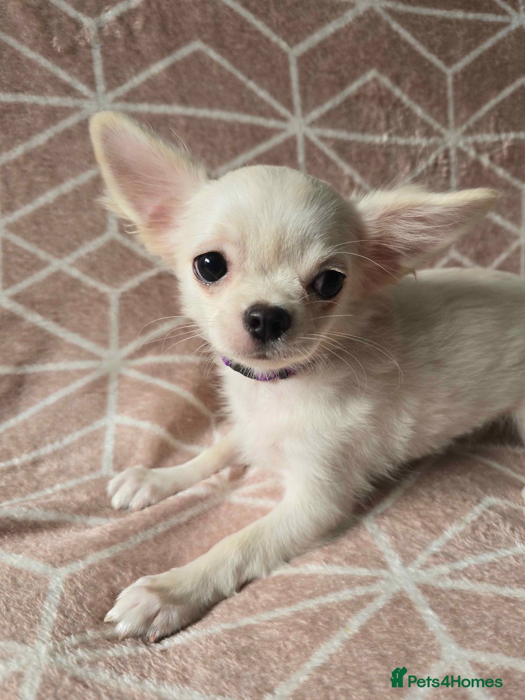 Chihuahua dogs for sale: 3 Handsome (KC) Chihuahua boys left (New photos) - Image 21
