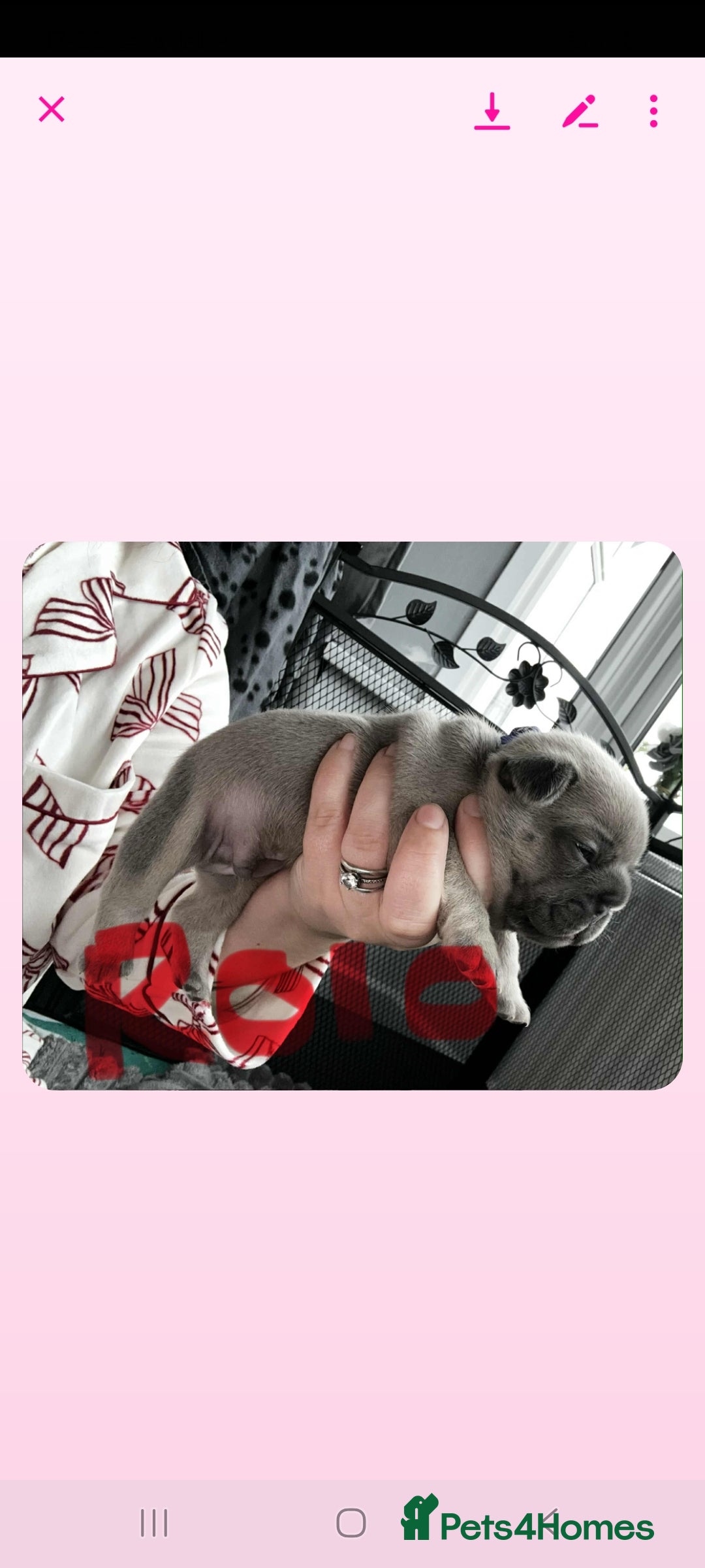 French Bulldog dogs for sale: French bulldog  - Image 10