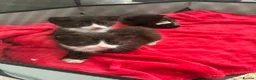 Mixed Breed cats for sale: Kittens looking for forever homes  - Advert 1