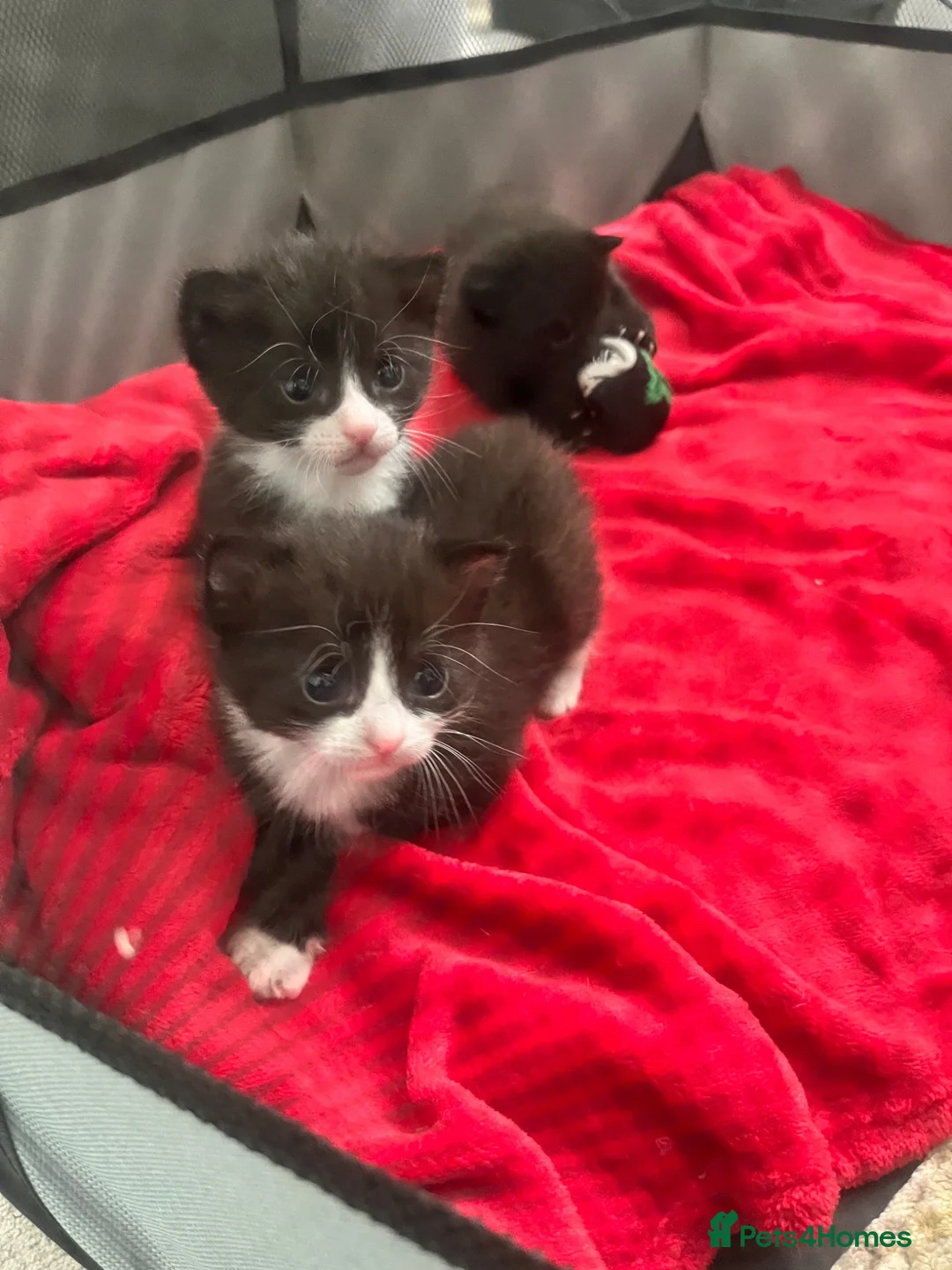 Mixed Breed cats for sale: Kittens looking for forever homes  - Advert 1
