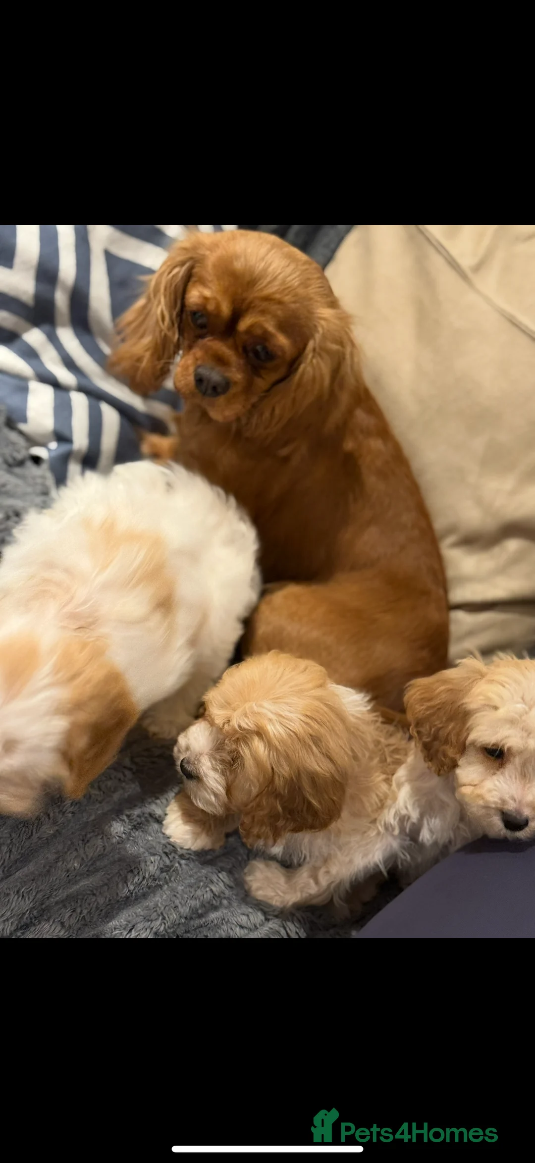 Cavapoo dogs for sale: 🎀 FULLY HEALTH TESTED READY NOW 🎀 - Advert 2
