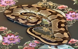 Python Snake reptiles for sale: Selection of royal pythons  - Image 2