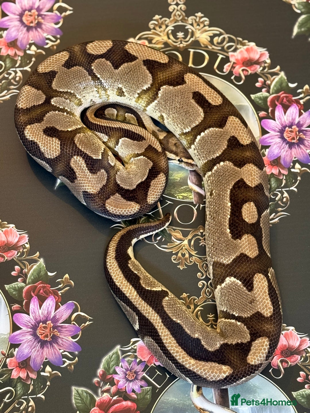 Python Snake reptiles for sale: Selection of royal pythons  - Image 2
