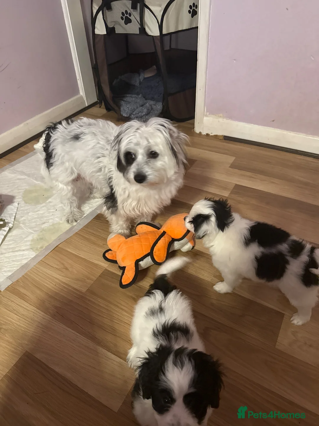 Bichon Frise dogs for sale: Two Little Hearts Bichon  - Advert 1