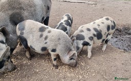 Pig livestock for sale: Minature Piglets - Image 2