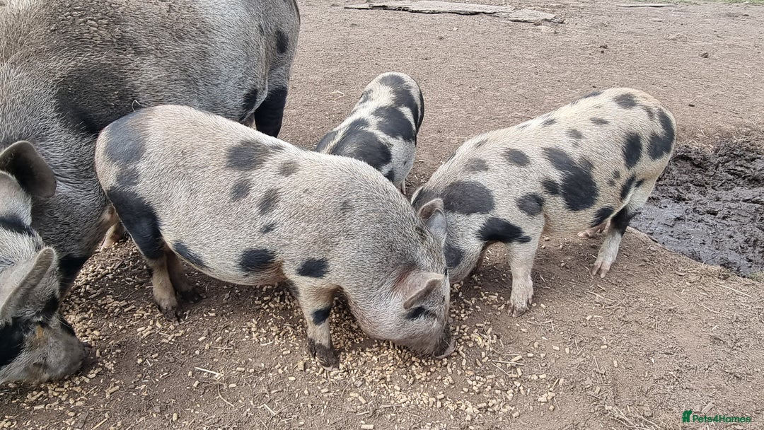 Pig livestock for sale: Minature Piglets - Image 2