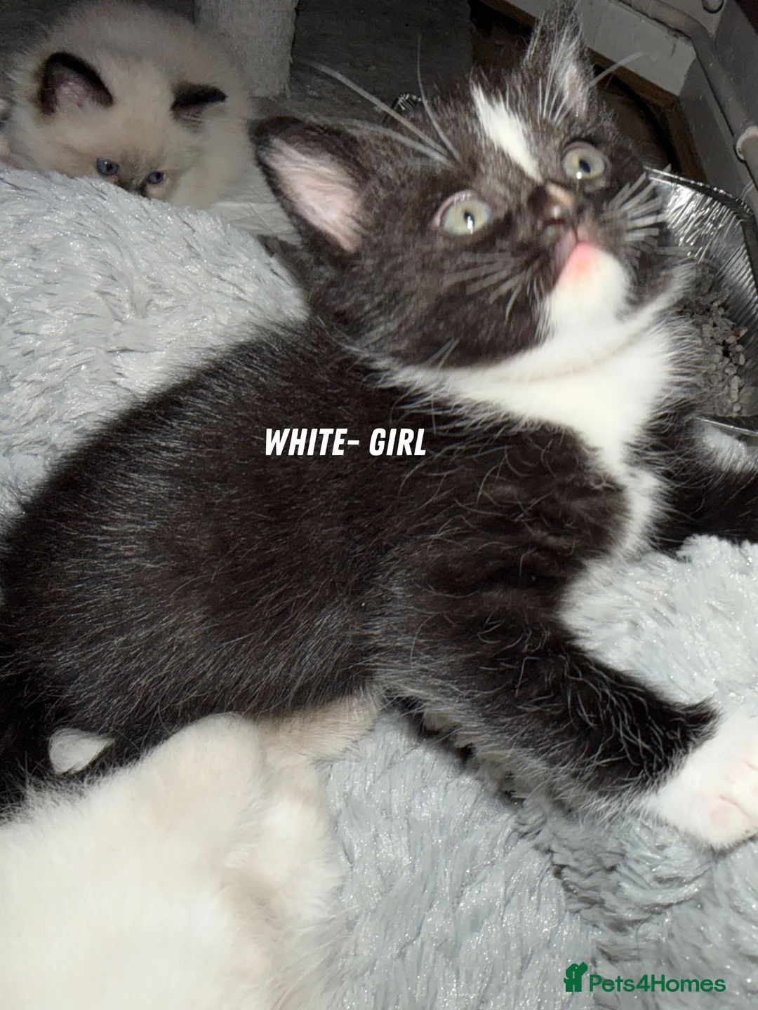 Ragdoll cats for sale: 5 beautiful ragdoll cross kittens available. - Advert 20