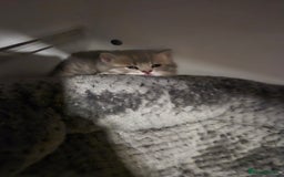 British Shorthair cats for sale: Beautiful British Shorthair girls – Ready Now! - Image 10