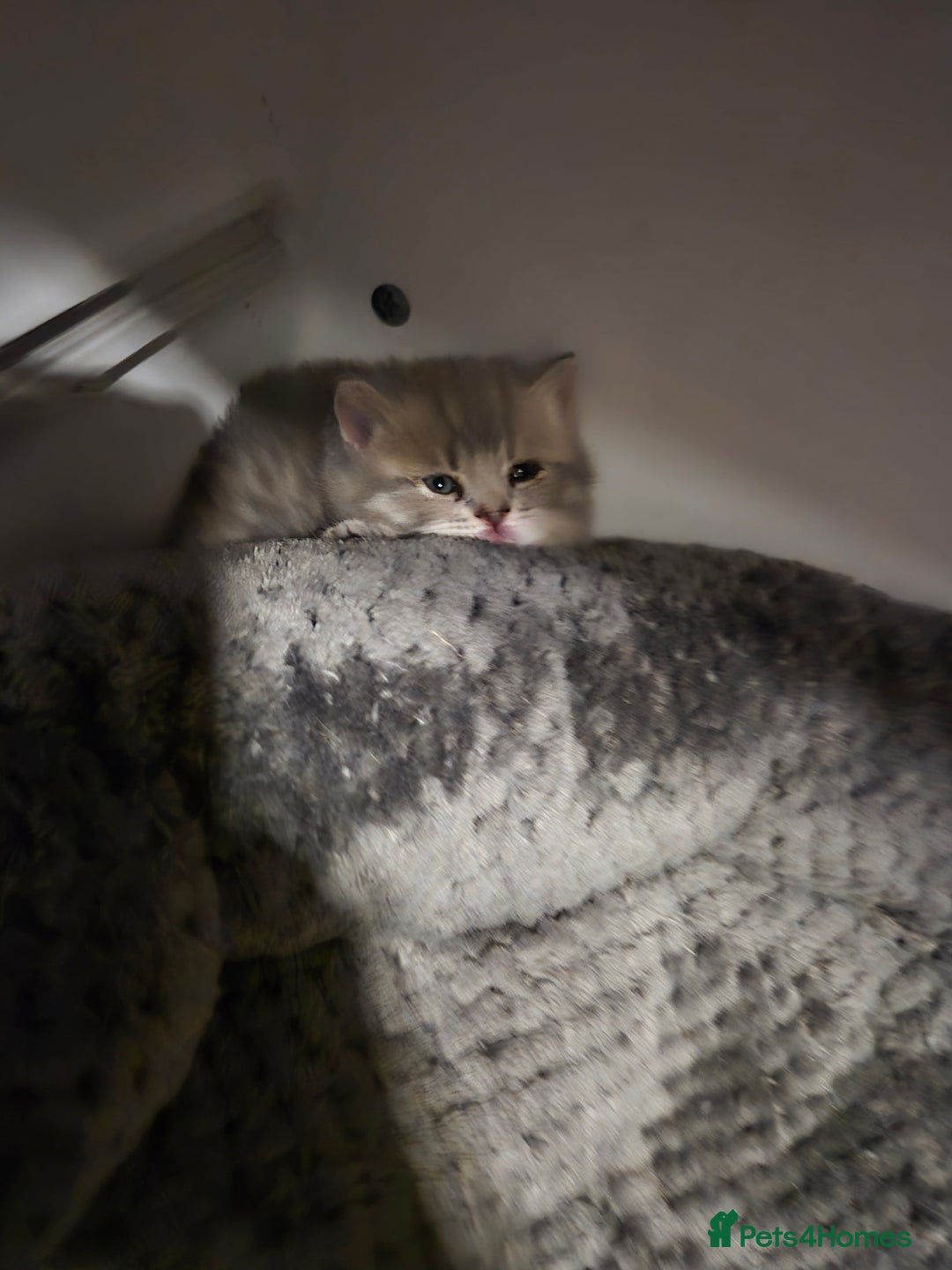 British Shorthair cats for sale: Beautiful British Shorthair girls – Ready Now! - Image 10