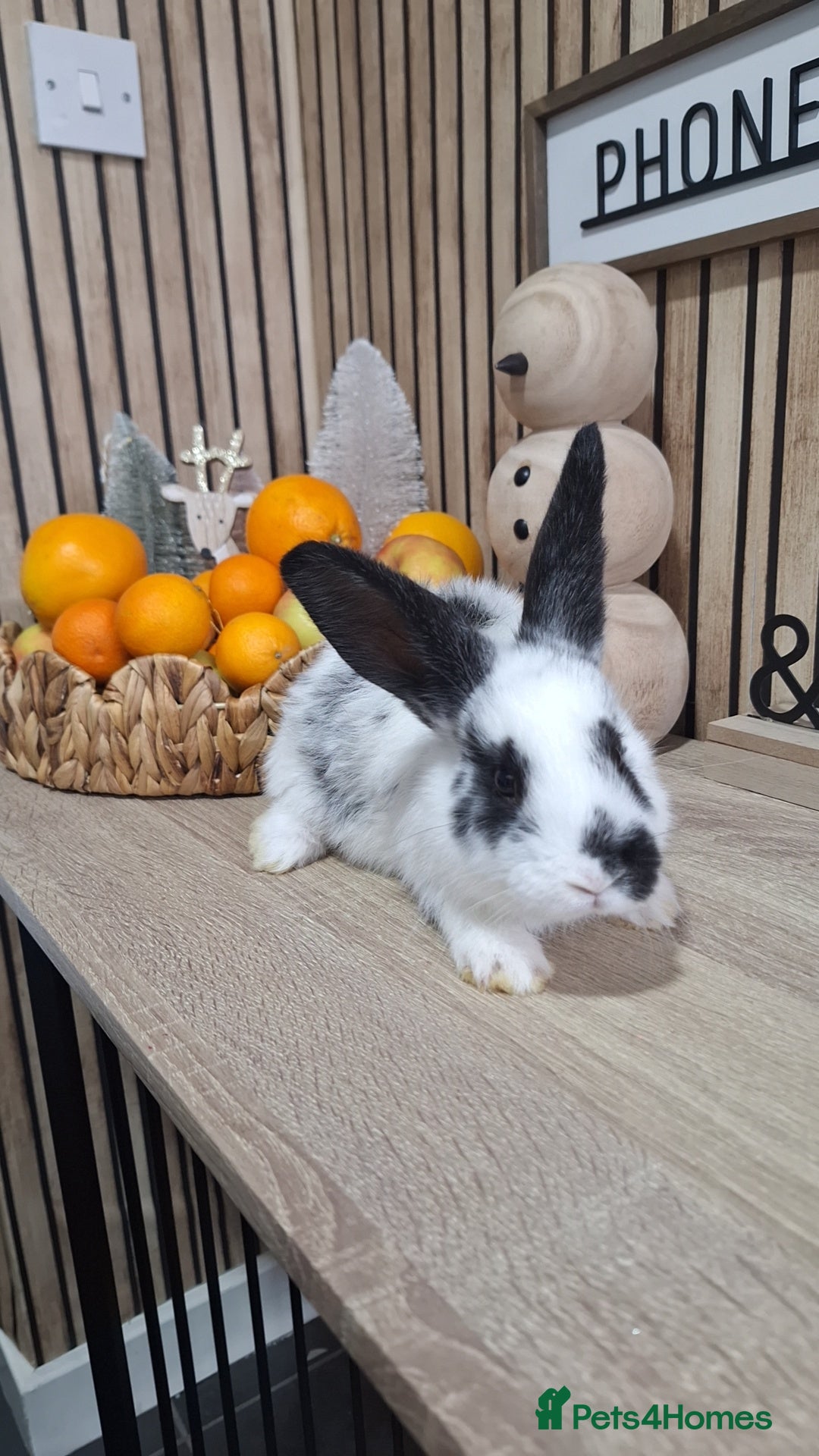 Continental Giant rabbits for sale: Giant baby rabbits  - Advert 4