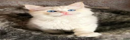 Ragdoll cats for sale: RED BICOLOUR FEMALE RAGDOLL  - Advert 3