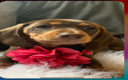 Miniature Dachshund dogs for sale: Minature Dashound boy&girl Ready Now - Image 10