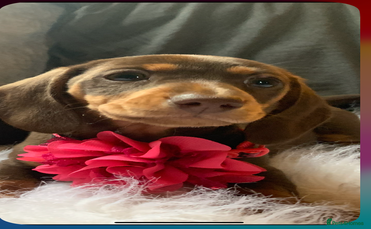 Miniature Dachshund dogs - Advert 13