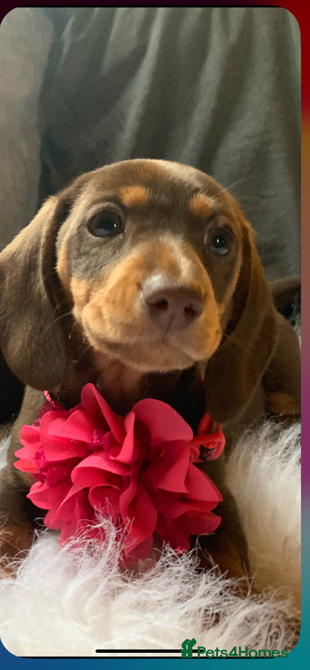 Miniature Dachshund dogs for sale: Minature Dashound boy&girl Ready Now - Image 10