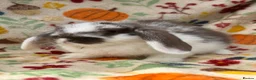 Mini Lop rabbits for sale: Blossom View Babies ready now!! - Advert 9