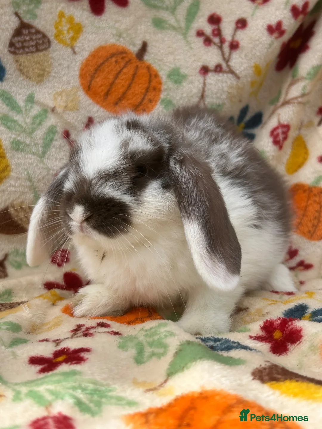 Mini Lop rabbits for sale: Blossom View Babies ready now!! - Advert 9