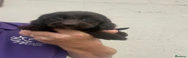 Cockapoo 3