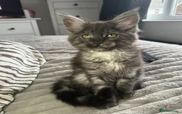 Maine Coon cats for sale: XXL Maine Coon Kittens Double TICA Champion lines  - Image 36