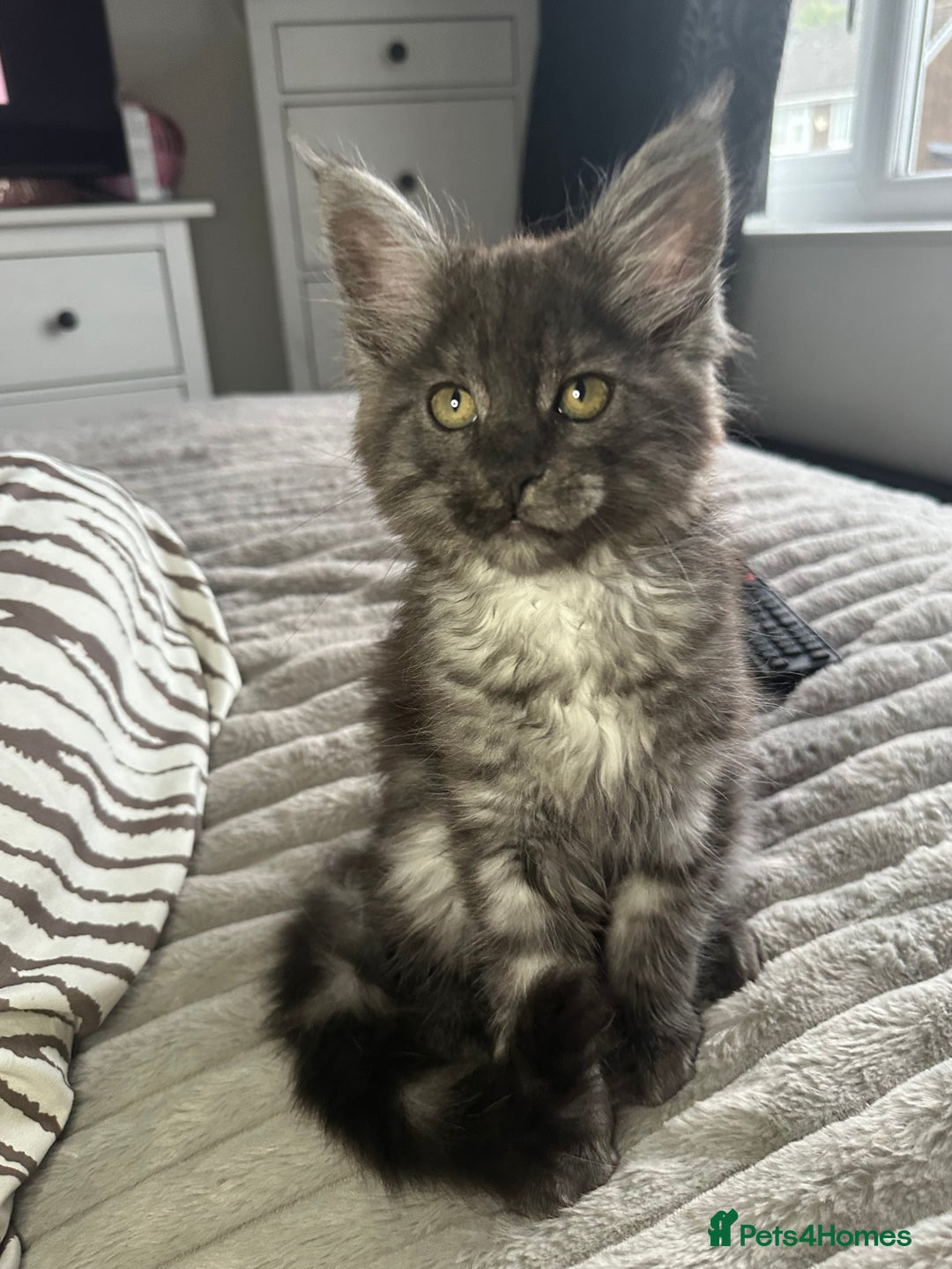 Maine Coon cats for sale: XXL Maine Coon Kittens Double TICA Champion lines  - Image 36