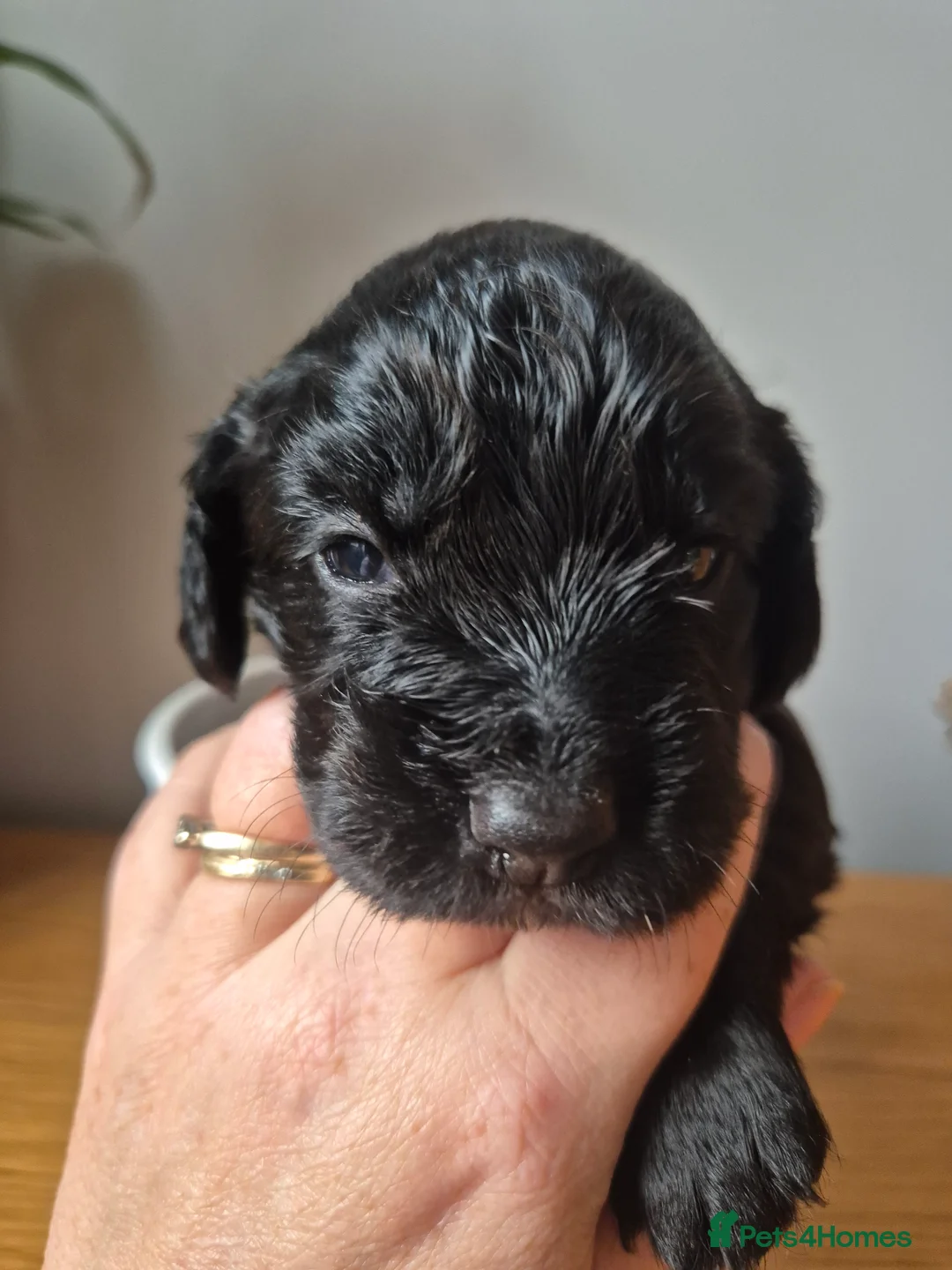 Cocker Spaniel dogs for sale: 2 working cockers 1 girl 1 boy - Advert 7