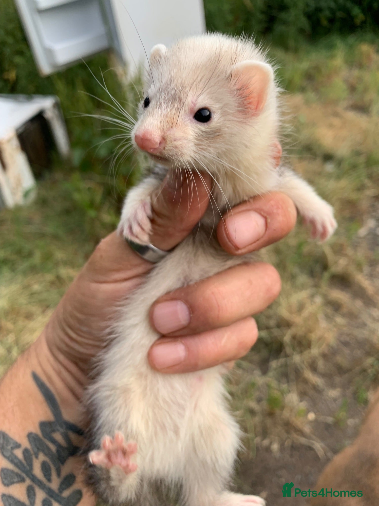 Ferret rodents Micro Jill and hob ferret kits forsale - Advert 8