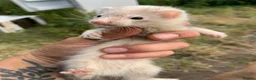 Ferret rodents for sale: Micro Jill and hob ferret kits forsale - Advert 1