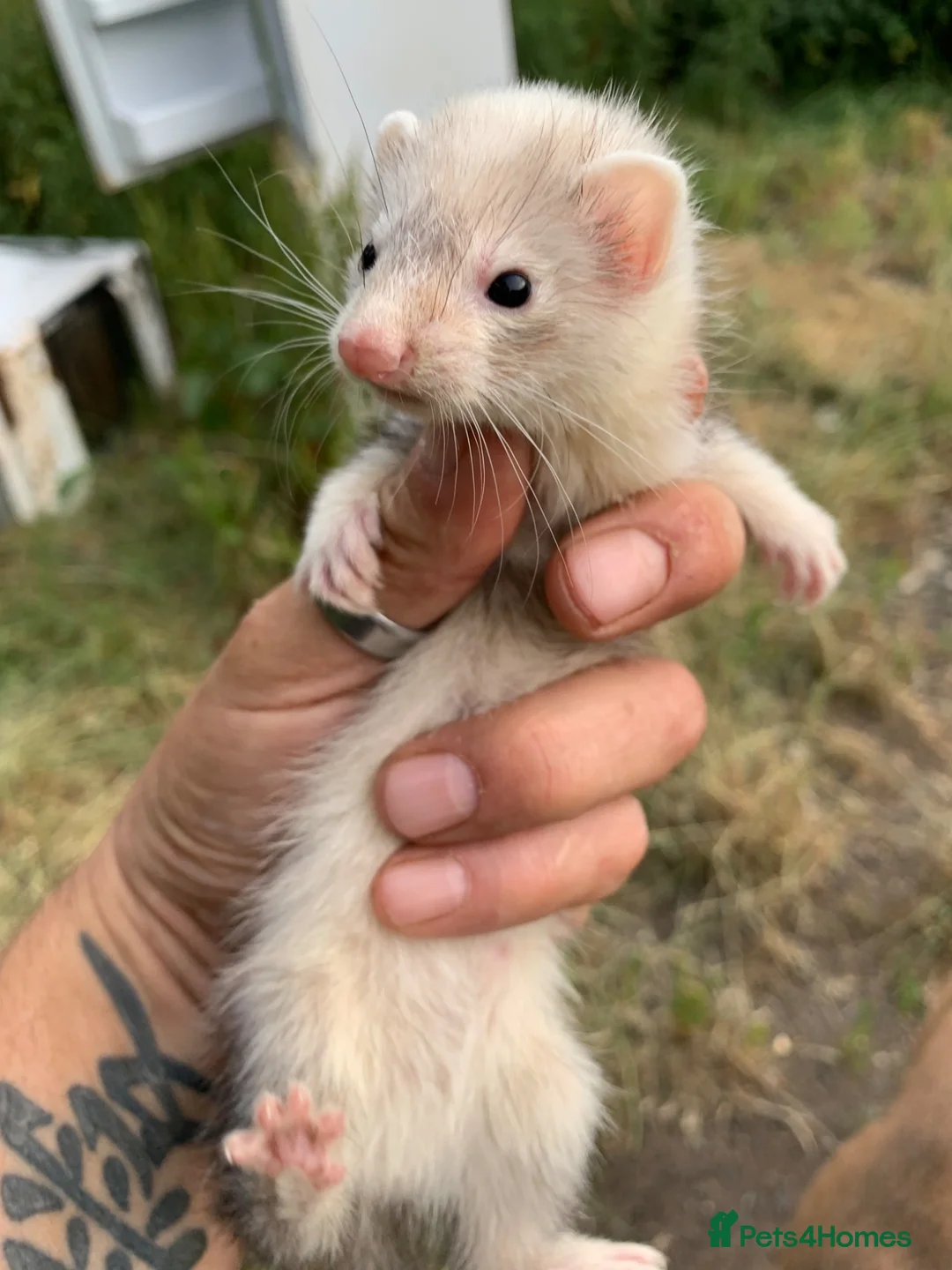 Ferret rodents for sale: Micro Jill and hob ferret kits forsale - Advert 1