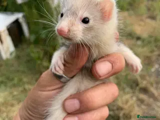 Ferret rodents Micro Jill and hob ferret kits forsale - Advert 8
