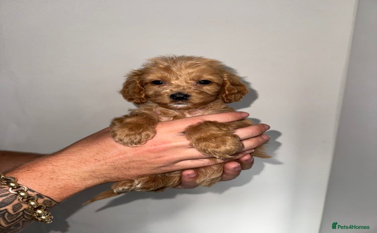Cockapoo dogs - Advert 9