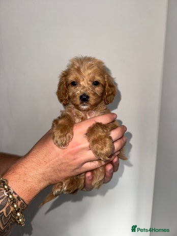 Cockapoo dogs - Advert 12