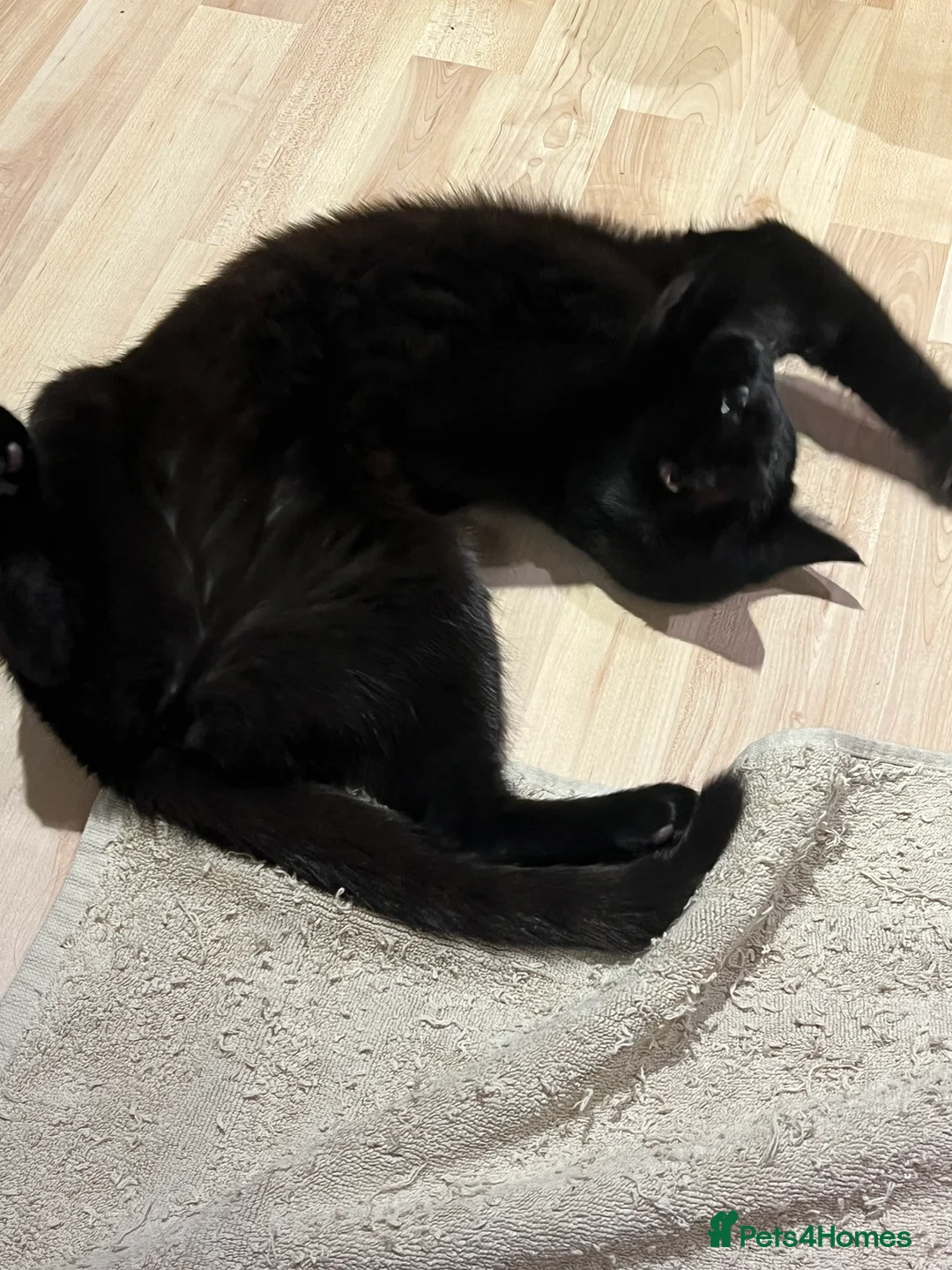 Mixed Breed cats for sale: Mytzy, a verry nice and triky girl 😊 in Wembley - Advert 3