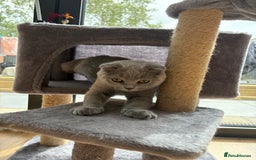Scottish Fold cats for sale: Stunning Boy Scottish Fold Kitten in Herne Bay - Image 6