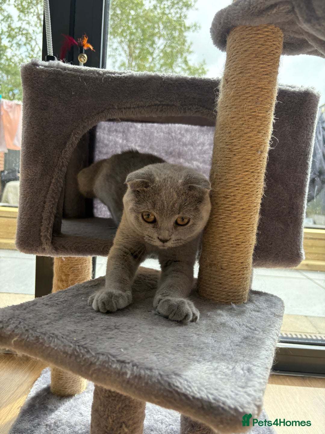Scottish Fold cats for sale: Stunning Boy Scottish Fold Kitten in Herne Bay - Image 6