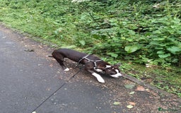 American Bull Staffy dogs for sale: Dodge  - Image 10