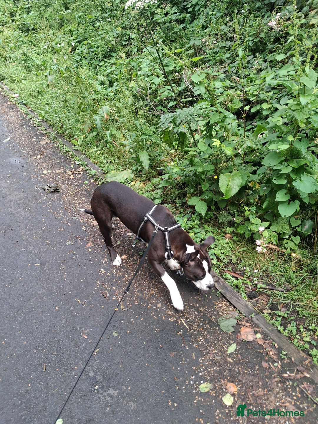 American Bull Staffy dogs for sale: Dodge  - Image 10