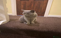 British Shorthair cats for sale: male cat - Advert 3