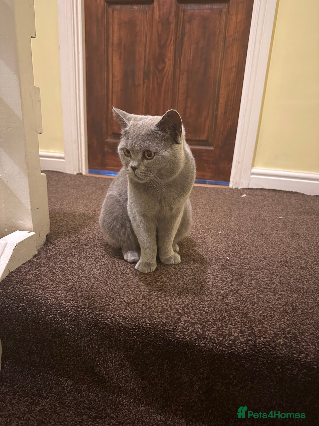 British Shorthair cats for sale: male cat - Advert 3